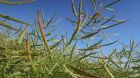 Feld Symbol Greening Stock Raps Schote Schoten 2 Feld Symbol Greening Stock Raps Schote Schoten 2