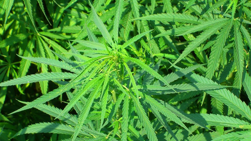 Legalisierung Von Cannabis Hanf Hat Potenzial