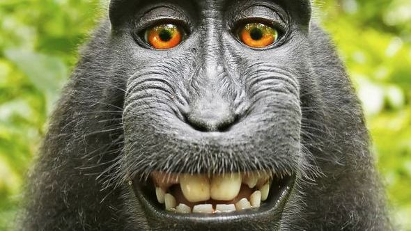 Urheberrechtsstreit: Peta verliert Prozess um Affenbild