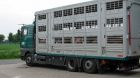 Tiertransporter Tiertransporter