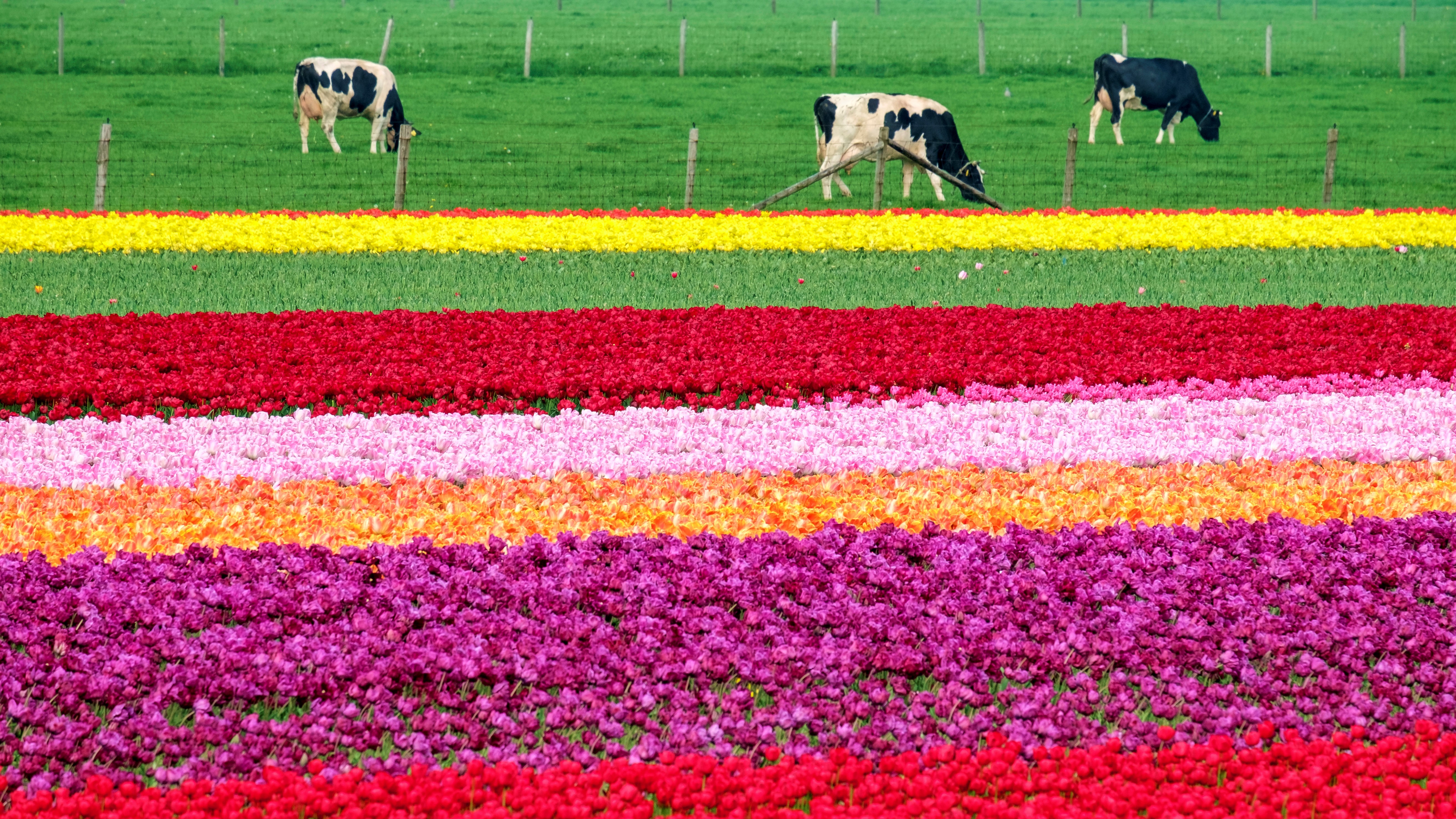 Niederlande Starkes Wachstum Im Export