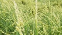 Sommergerste nach Hagelschlag Leere Ähren in der Sommergerste nach Hagelschlag