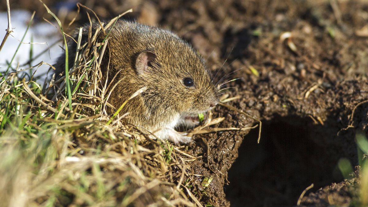 Mäuseplage Sondererlaubnis für die Legeflinte in Sicht