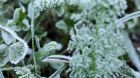 Frost Frost