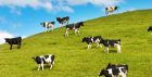 Kühe Rinder Neuseeland Kühe Rinder Neuseeland