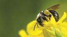 Rapsblüte mit Biene Rapsblüte mit Biene