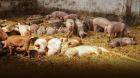 Schweine Stro Bio Schweine Stro Bio
