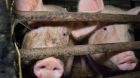 Schweinehaltung Schweinehaltung