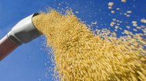 Sojabohnen Die Notierungen für Sojabohnen stehen weiter unter Druck. Sojaschrot profitiert von der sinkenden Ethanolproduktion.