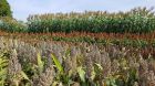 Sorghum Sorghum