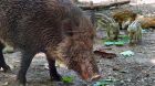 Symbolbild ASP Wildschweine Symbolbild ASP Wildschweine