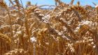 Weizen feld Weizen feld