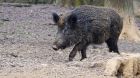 Wildschwein ASP Wildschwein ASP