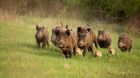 Wildschweine Wildschweine