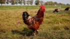 huhn wiese huhn wiese