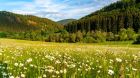 ökologische Vorrangfläche Wiese weide blumen ökologische Vorrangfläche Wiese weide blumen
