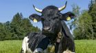 kuh weide bayern kuh weide bayern