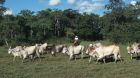 rind weide brasilien rind weide brasilien