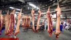 schlachtung schwein schlachtung schwein