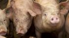 schwein maststall schwein maststall