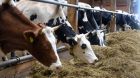 stall Milchvieh milch stall Milchvieh milch