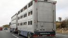transport schwein lkw transport schwein lkw