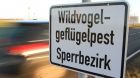 vogelgrippe vogelgrippe
