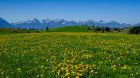 wiese blumen berge wiese blumen berge