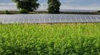 Agrifotovoltaik_Agrophotovoltaik Agrifotovoltaik_Agrophotovoltaik