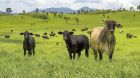 Australien Rind weide Australien Rind weide