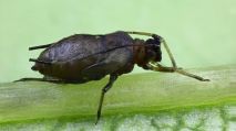 Blattlaus Blattläuse übertragen das Gerstenverzwergungsvirus.