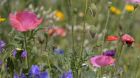 Blumenwiese Blumenwiese