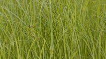 Erdmandelgras Das Zyperngras hat eine hohe vegetative Vermehrungsraten durch Knollen.