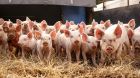 Ferkel Stroh Ferkel Stroh