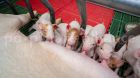Ferkel im Stall Ferkel im Stall
