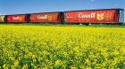 Kanada Raps Canola Kanada Raps Canola