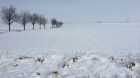 Schnee Weizen Schnee Weizen