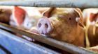 Schweine Schweine