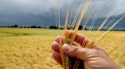 Sommergerste Sommergerste