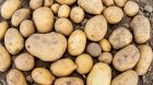 Stockbild Kartoffel Potato Europe Feld Stockbild Kartoffel Potato Europe Feld