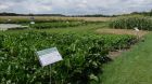 Zuckerrüben_Südzucker_Kirschgartshausen Zuckerrüben_Südzucker_Kirschgartshausen