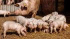 öko schwein stroh sau ferkel öko schwein stroh sau ferkel