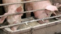 schwein futter Strenge Auflagen: Die Verfütterung von tierischem Protein ist in der EU an Schweine und auch Geflügel wieder erlaubt.
