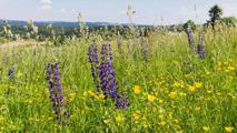 Blühende Sommerwiese In den nächsten Tagen steigen die Temperaturen bei nur vereinzelten Niederschlägen.