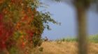 Feldhase Hecke Feld Feldhase Hecke Feld
