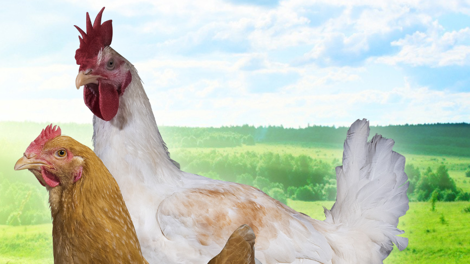 Masthähnchen Aus für schnell wachsende Rassen in Sicht