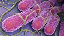 Salmonellen Bakterien Salmonella bacteria, along with Campylobacter bacteria, continue to exhibit high resistance to antibiotics.