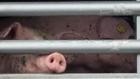 Schwein transport Schwein transport