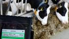 Smart Farming Kuh Milcherzeugung Smart Farming Kuh Milcherzeugung