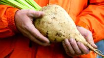 Zuckerrübe KWS Das Bundessortenamt hat vier neue KWS-Zuckerrübensorten zugelassen.